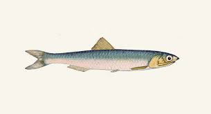 ENTERO ANCHOVETA OVALADO 